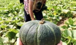 陕西网红吃瓜事件,揭秘网络舆论的风云变幻